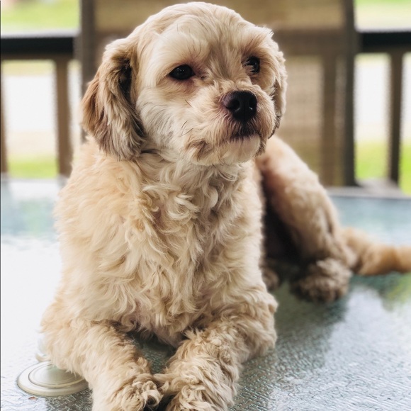 MEET YOUR POSHER. :) - Picture 1 of 2